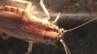 Cockroach straightens his mustache