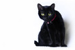 Photo: Black cat Black cat