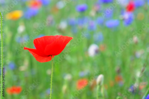 Photo: poppies poppies