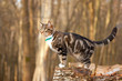 Foto: Young tabby cat standing outside on long Young tabby cat standing outside on long