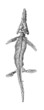 Prehistory Fossil - Ichtyosaurus (Lias)