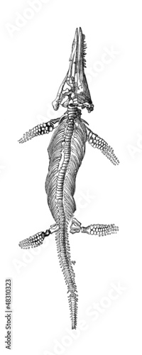 Illustration: Prehistory Fossil - Ichtyosaurus (Lias) Prehistory Fossil - Ichtyosaurus (Lias)