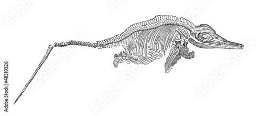 Illustration: Fossil Prehistory - Ichtyosaurus (Lias) Fossil Prehistory - Ichtyosaurus (Lias)