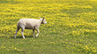 Young lamb in a meadow of yellow flowers
