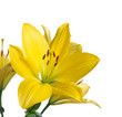 yellow lily