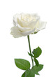 white rose