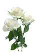 white roses