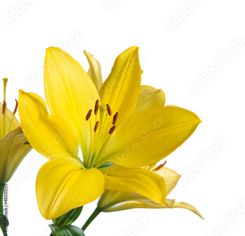 Photo: yellow lily yellow lily