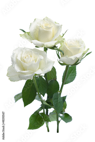 Photo: white roses white roses