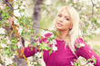 Photo: Apple tree Apple tree