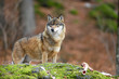 Wolf mit Knochen