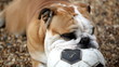 bulldog football