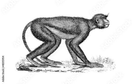 Illustration: Monkey - Miocene (Mesopithecus) Monkey - Miocene (Mesopithecus)