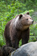 brown bear (lat. ursus arctos)