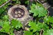 Chaffinch's bird nest on an oak's branch with five eggs.