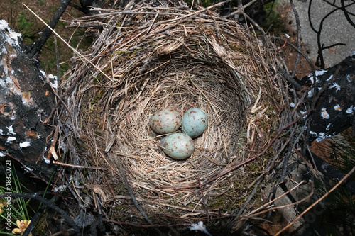 Photo: Mistle Thrush's bird nest on a tree with three eggs. Mistle Thrush's bird nest on a tree with three eggs.