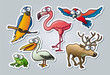 Cartoon animals