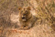 Photo: Lion, Amboseli national park Lion, Amboseli national park