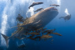 Whaleshark and scuba divers underwater
