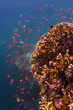 Red Anthias hovering over a coral