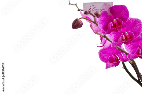 Photo: orchid pink orchid pink