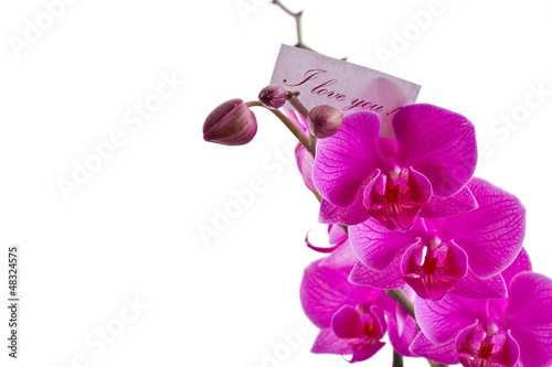 Photo: orchid pink orchid pink