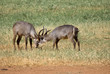 Waterbucks, Tsavo est