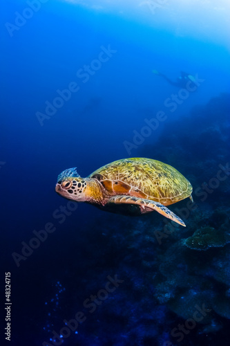 Photo: Green sea turtle moving under water in Malaysia Green sea turtle moving under water in Malaysia