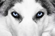 close-up shot of husky dog