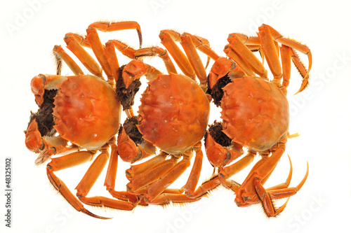 Photo: Steam Cooked Hairy Crabs Steam Cooked Hairy Crabs