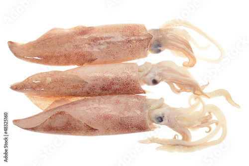 Photo: Fresh Squids Ready For Cooking Fresh Squids Ready For Cooking