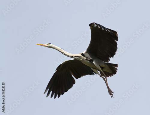 Photo: Grey Heron (Ardea cinerea) in flight. Grey Heron (Ardea cinerea) in flight.