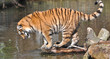 Foto: Tiger im Wald Tiger im Wald