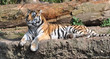 Tiger im Wald