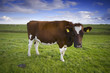 east frisiam cow on the meadow