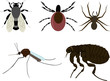 insects