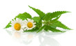 Foto: chamomile flowers and nettle leaves on a white background chamomile flowers and nettle leaves on a white background