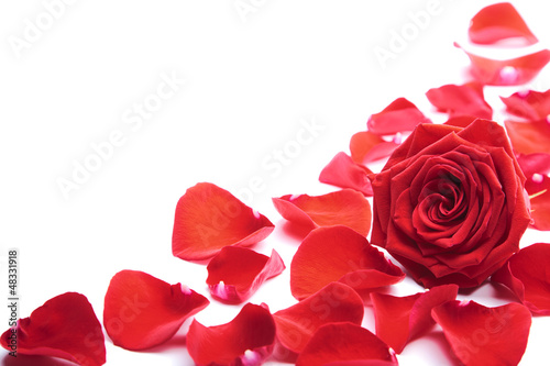 Photo: red rose petals isolated red rose petals isolated