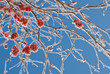 Bunches of rowan berries in the ice