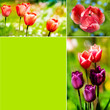 Tulips collage
