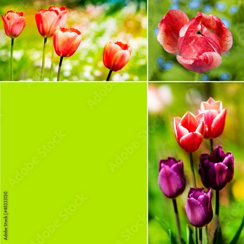 Photo: Tulips collage Tulips collage