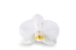 Foto: orchidée orchidée