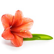 Foto: Single Amaryllis Single Amaryllis