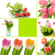 Tulips collage