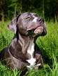 Dog Head Shot