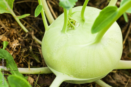 Photo: Kohlrabi Kohlrabi