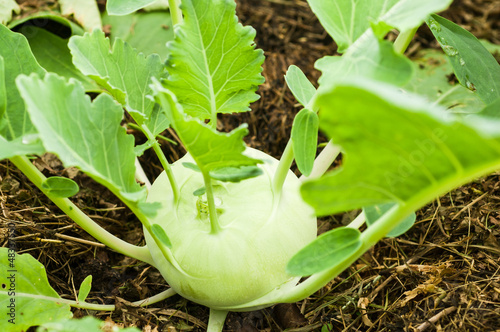 Photo: Kohlrabi Kohlrabi