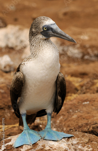 Photo: Der Blaufußtölpel Der Blaufußtölpel