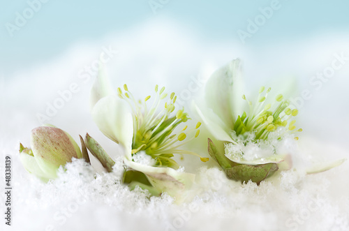 Photo: Snow flowers Snow flowers
