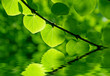 Green leaves in a forest in the sunlight in the water
